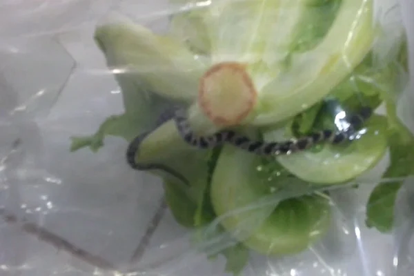 Comerciantes encontram jararaca em pé de alface no DF. Veja vídeo