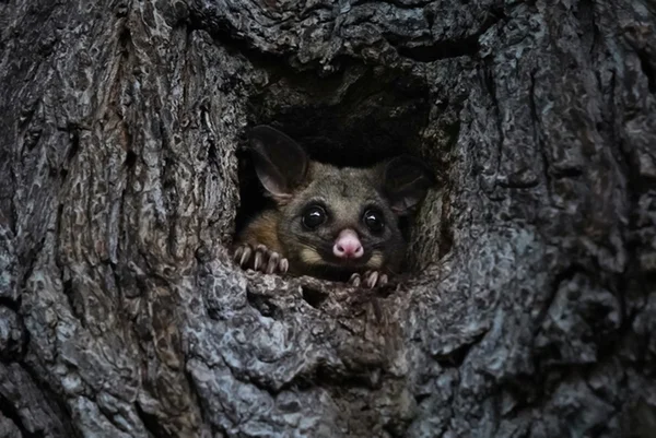 Marsupial em árvore - Metrópoles