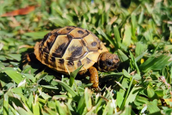 Foto de tartarugas do Mediterrâneo (Testudo hermanni) na grama - Metrópoles
