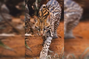 O macho adulto apresenta deficiência visual permanente e não pode retornar à natureza. 