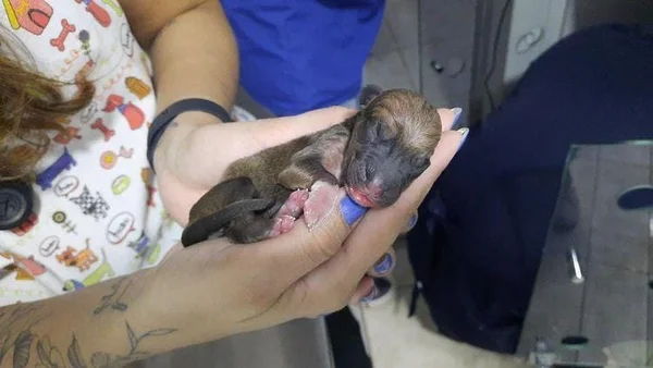 goias cadela que esperou em hospital por dono que morreu, foi adotada e tem filhote