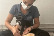 De acupuntura a tomografia: a rotina médica de animais do Aquário De acupuntura a tomografia: a rotina médica de animais do Aquário