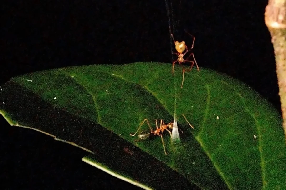 Aranha-balista: nova espécie australiana usa catapulta de seda para capturar formigas agressivas