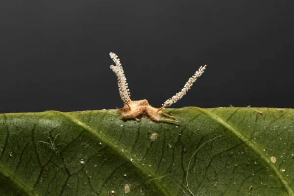 Imagem colorida mostra aranha infectada por fungo - Metrópoles