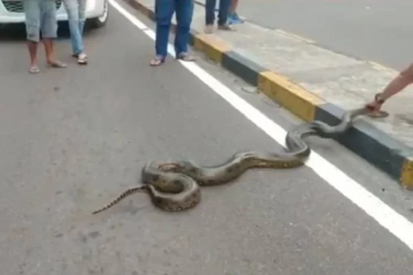 Vídeo: cobra de 3 metros é vista atravessando avenida