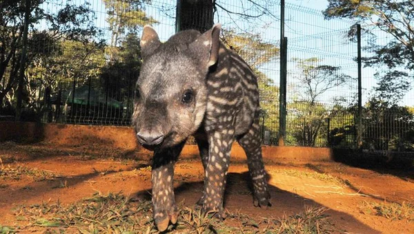 Matilda é o nome da nova anta do zoológico de Brasília