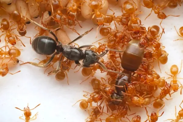 Imagem colorida mostra formiga parasita "atacando" rainha através das operárias enganadas - Metrópoles