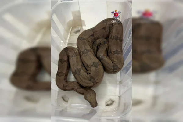 Visita inesperada: jiboia é resgatada dentro de piscina em casa no DF
