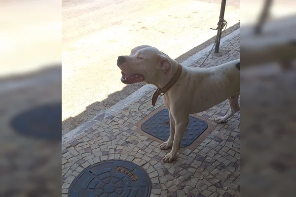 Final feliz! PM faz operação e resgata cão levado de dono em 2018
