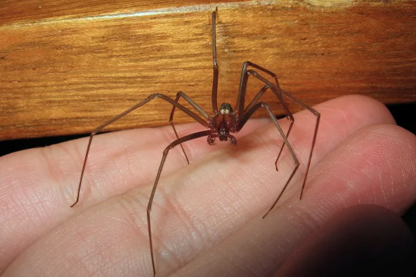 Aranha macho Loxosceles sendo manuseada, também conhecida como aranha-violino ou aranha-marrom.