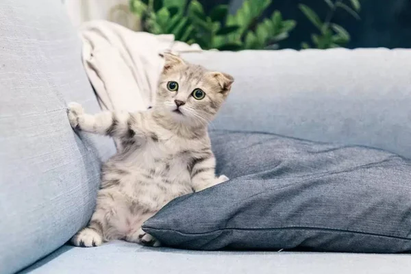 Gato cinza com olhos verdes