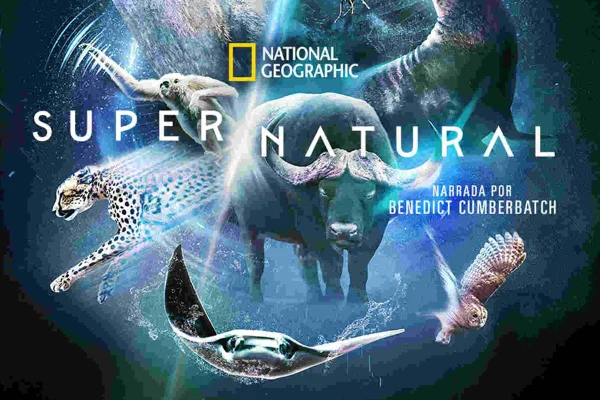 Imagem colorida de animais -Metrópoeles