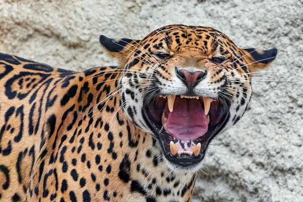Peão é atacado por onça enquanto cavalgava. Veja fotos