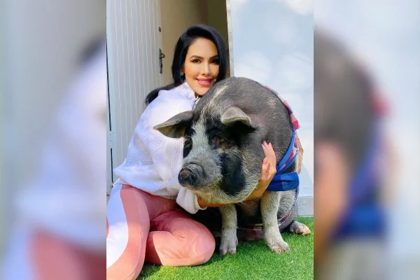 Tutora de porco influencer estava morando em São Paulo quando ganhou Francisco. O animal tem mais de 100 mil seguidores nas redes sociais - Metrópoles