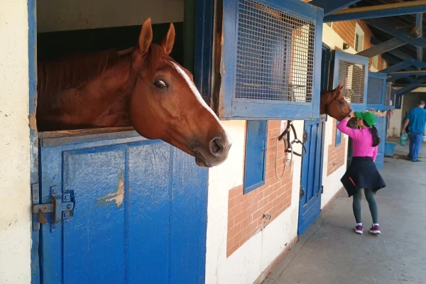 Imagem mostra cavalo em cochila - Metrópoles