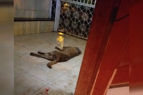 Engenheiro mata cachorro com taco de beisebol na Asa Sul