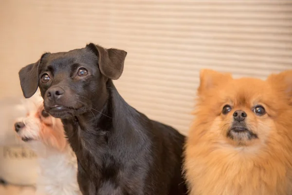 Saúde pet: como evitar o estresse nos cães durante a quarentena