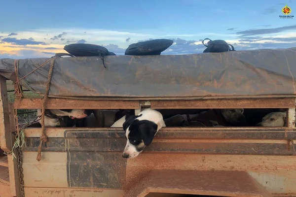 Cães com sinais de maus-tratos escondidos em reboque são resgatados. Vídeo