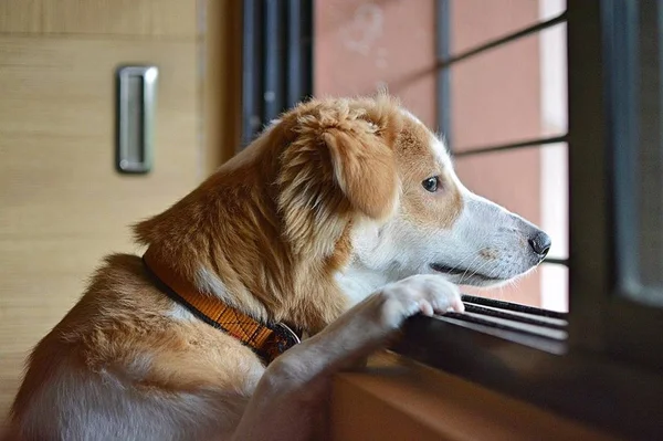 Cinco dicas para ajudar o cão a superar traumas e ter confiança