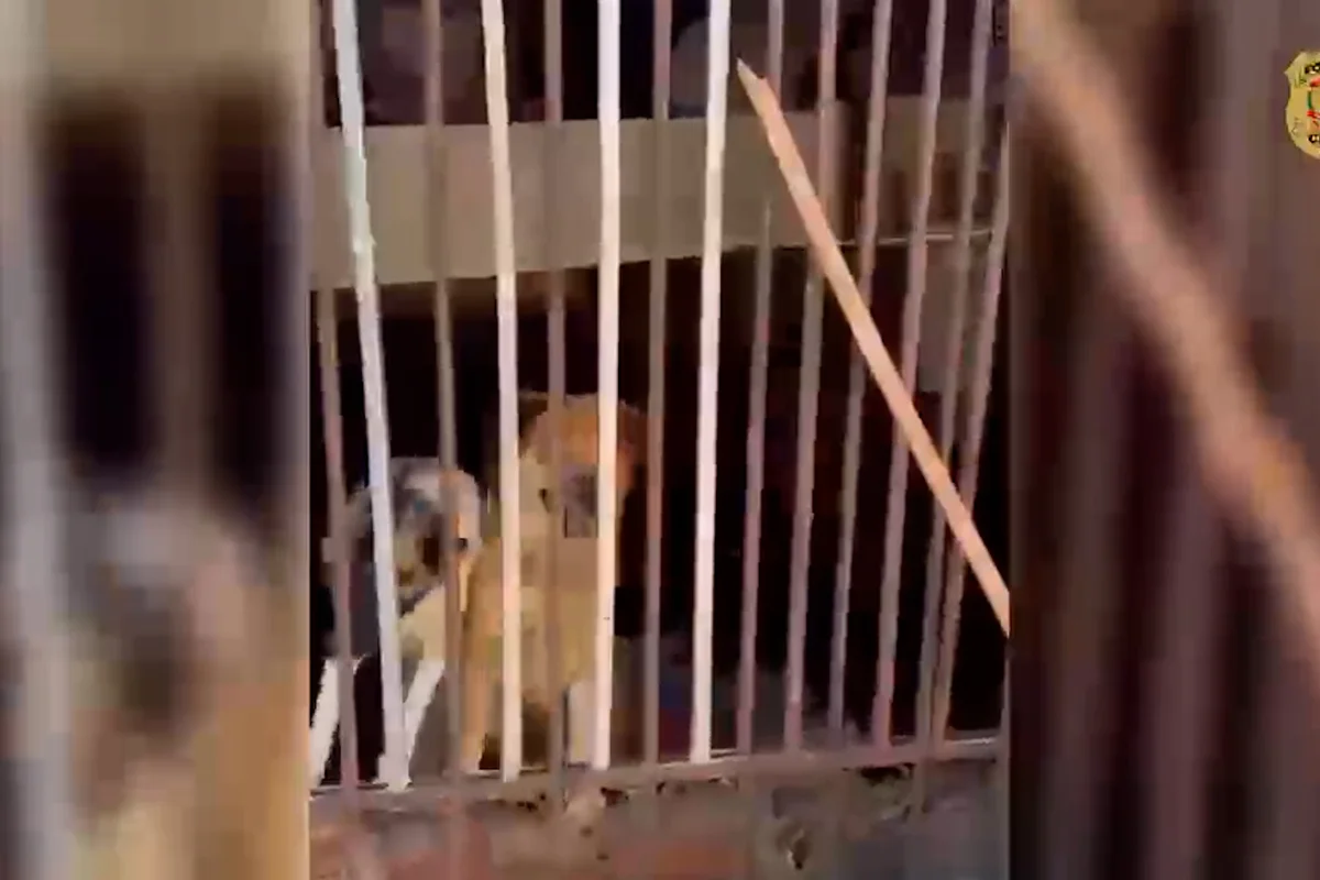 PCDF resgata 30 cães e gatos submetidos a maus-tratos no Guará