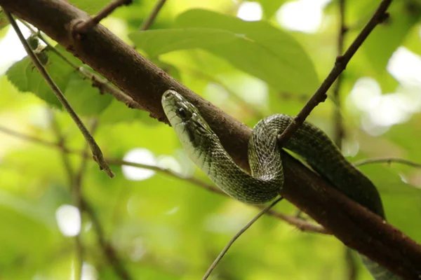 Cobra em árvore de Fukushima