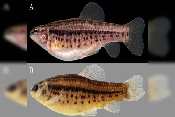 Nova espécie de peixe é descoberta em reserva no Distrito Federal