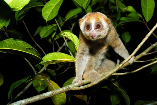 Imagem mostra um lóris-lento, pequeno mamífero que parece um marsupial, em uma árvore à noite - Metrópoles