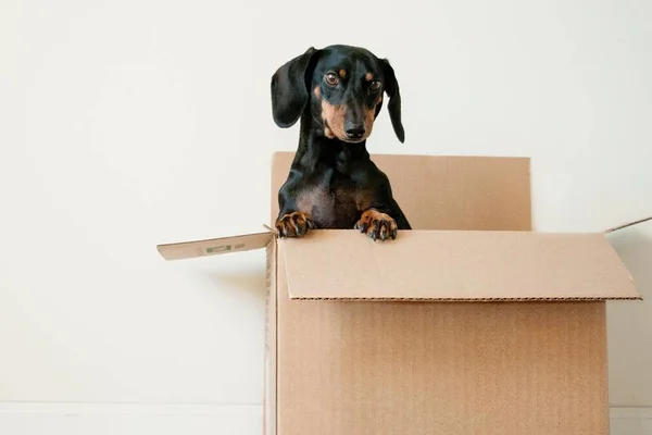 Black Friday pet: cinco e-commerces com ações imperdíveis