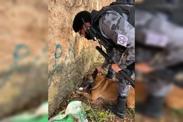 Cão e policial militar