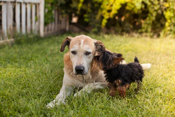 Foto colorida de um cachorro grande e pequeno - Metrópoles