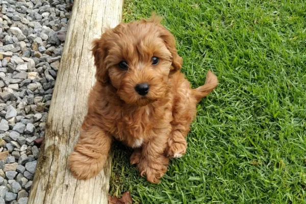 Imagem colorida de cavoodle sentado