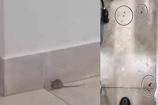 MP pede explicações sobre infestação de ratos em academia da PMDF