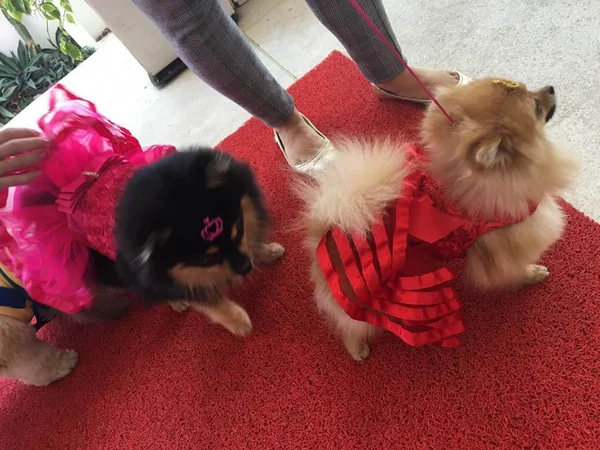 DF: policial é atacada, atira em cachorro e gera polêmica na internet