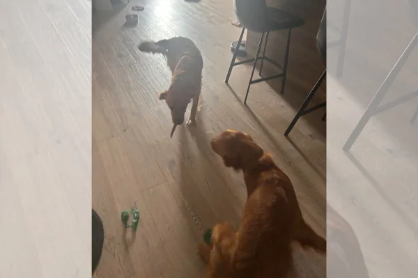 foto colorida dois cachorros, um deles com uma faca