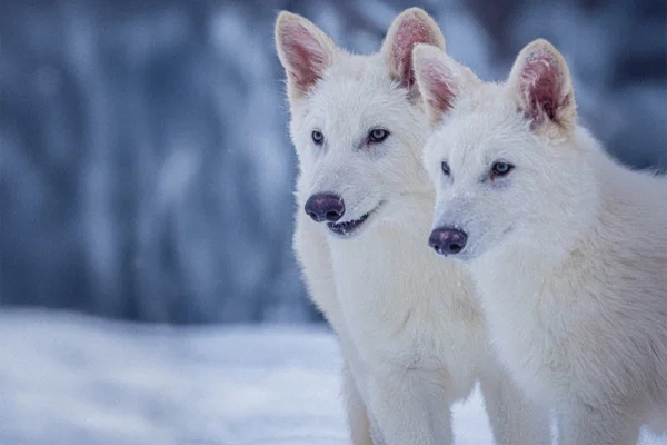 Foto colorida de dois lobos na neve - Metrópoles