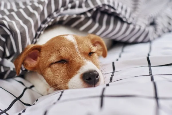 Cachorro dormindo