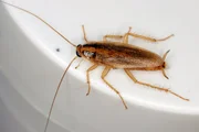 Blattella germanica — небольшой таракан светло-коричневого цвета, которого часто можно встретить на кухнях.