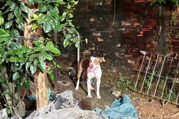 imagem colorida pitbull ataca e mata bebe recife