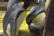 ONG encontra ao menos 70 pinguins mortos em praias de Santa Catarina - imagem 4
