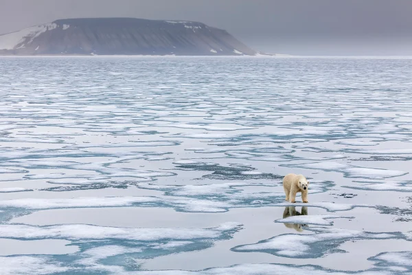 Imagem mostra urso polar caminhando em gelo derretido - Metrópoles
