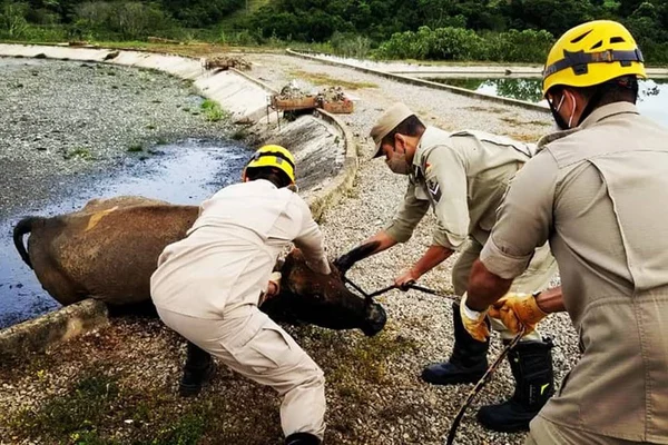Vaca cai em lago de dejetos em Estação de Tratamento, em Goiás