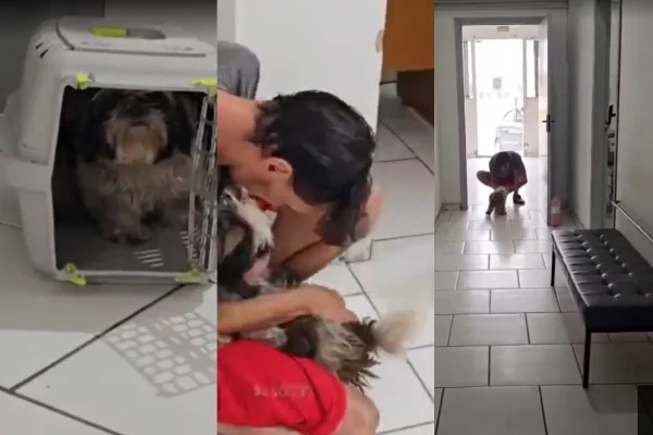 Cadela, da raça Shih Tzu, reencontra tutor em delegacia
