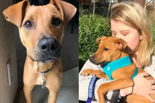 Garota interrompe as férias para salvar um cachorrinho