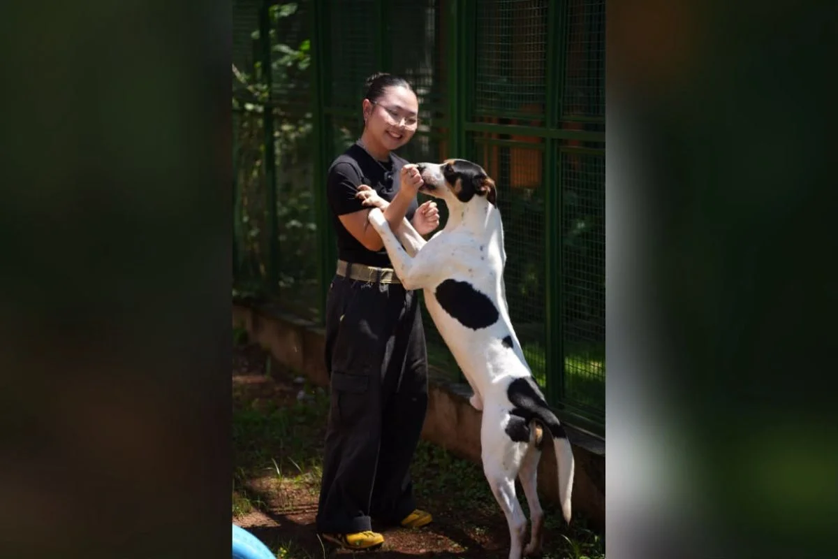 “Impostor Alemão” e mais: Prefeitura de SP terá feira de adoção de animais - imagem 6 “Impostor Alemão” e mais: Prefeitura de SP terá feira de adoção de animais - imagem 6