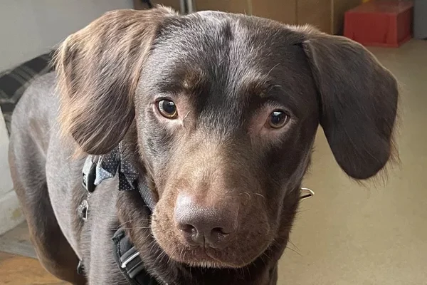 Abrigo luta para recuperar cachorrinho com abstinência de álcool