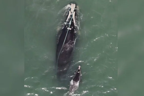 Foto colorida de baleia presa em rede de pesca - Metrópoles