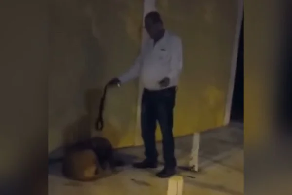 Cachorro chute cinto goias maus tratos
