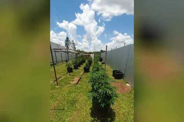 Após esposa, filho de delegado que plantava maconha no DF também é solto