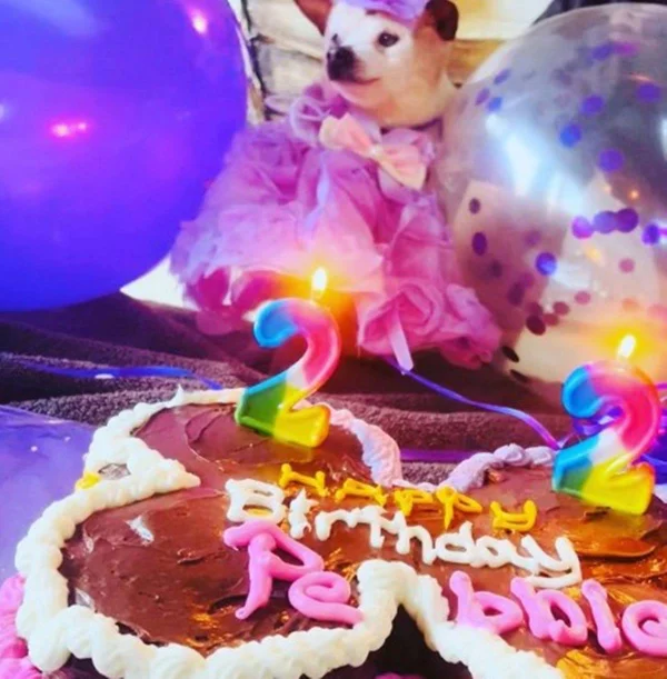Foto colorida de um cachorro-Metrópoles