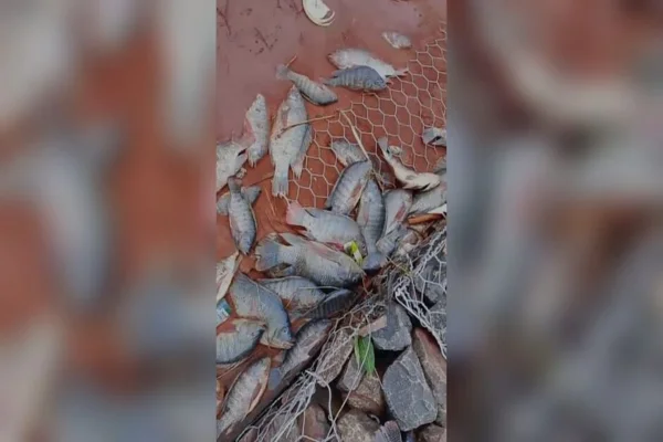Imagem colorida, Peixes são encontrados mortos após corrego transbordar em MS- Metrópoles